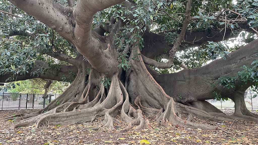Ein großer, alter Baum mit dicken, weit ausladenden Wurzeln und gewundenen Ästen breitet sich über den Boden aus; im Hintergrund sind grüne Blätter und ein Metallzaun zu sehen. Trockene Blätter bedecken den Boden unter dem Baum.